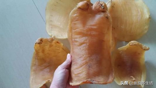 鱼胶知识书籍,鱼胶的知识抖音视频