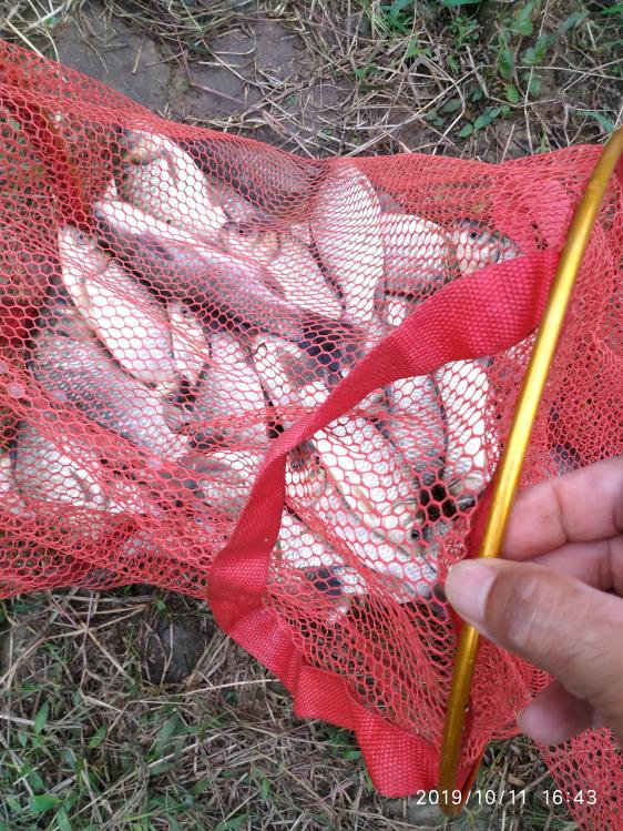 本汀宗师有限量版吗,本汀太极宗师黑坑竿