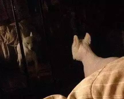 给萨摩耶犬剃毛,给萨摩耶剃毛怎么才能让它不动