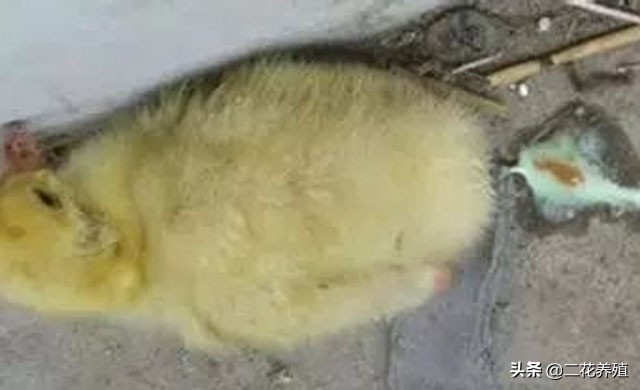 鹅拉白屎喂什么药好,鹅拉白粘稠粪是什么病