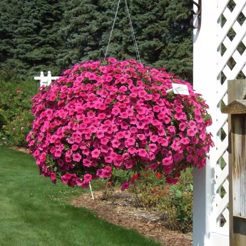 懒人室内养花就养4款开花机器,懒人专属开花机器花儿天天开爆盆