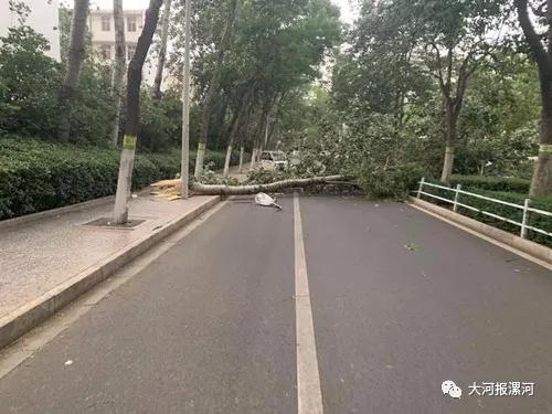 树倒墙塌人被困…漯河突发多起事故，交警城管紧急出动