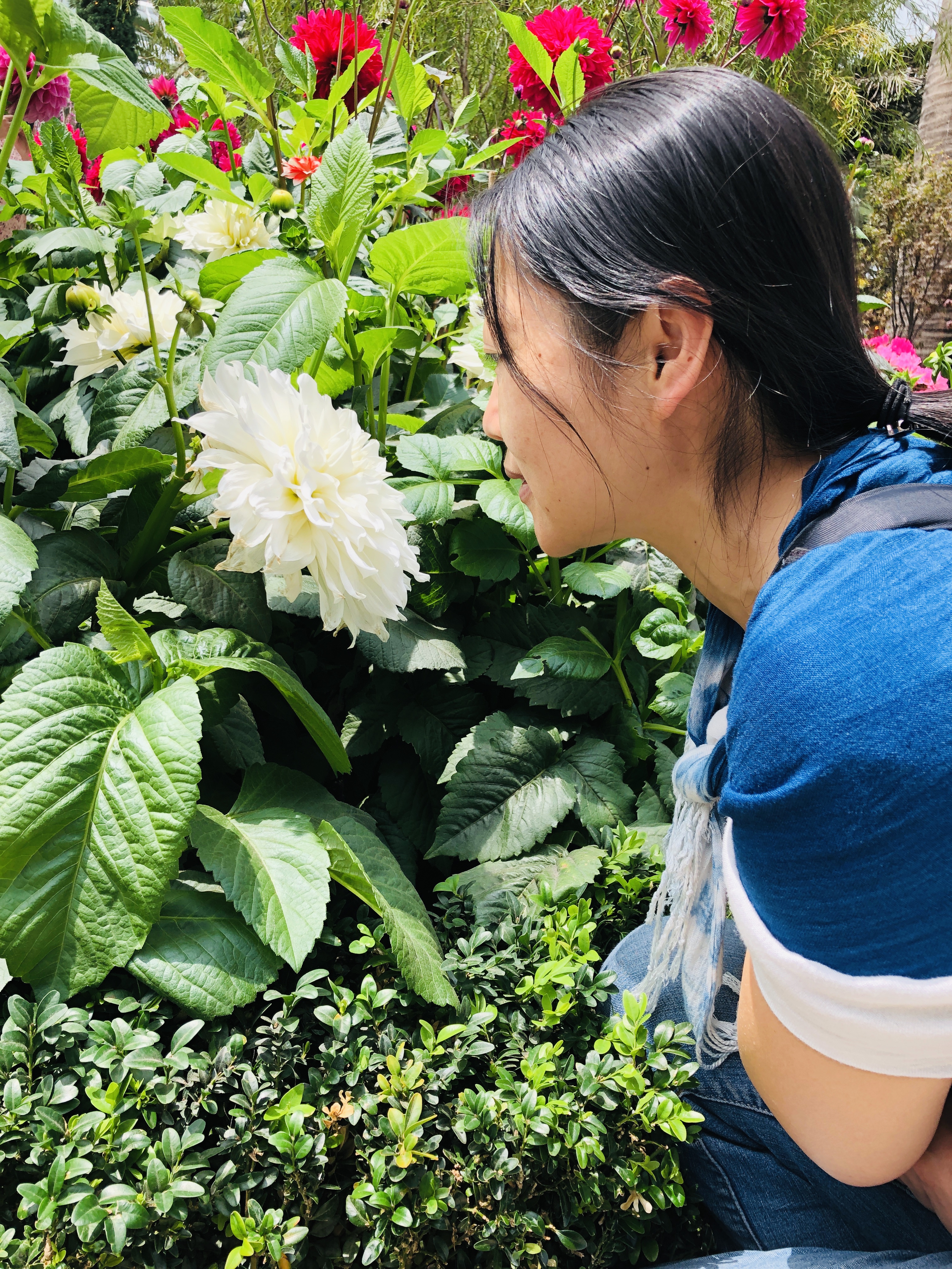 20190125-0206新加坡+马来西亚自助游