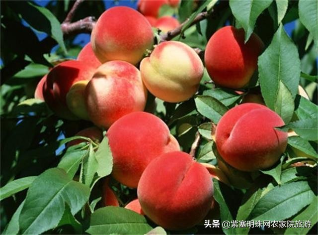 天津蓟县梨木台景区住宿,天津蓟州区梨木台农家院