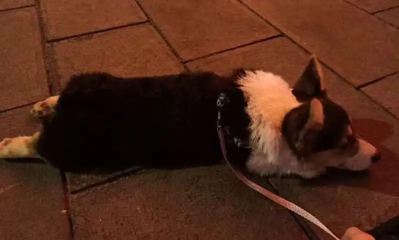 模仿狗狗睡姿,分享下你家狗子的睡姿