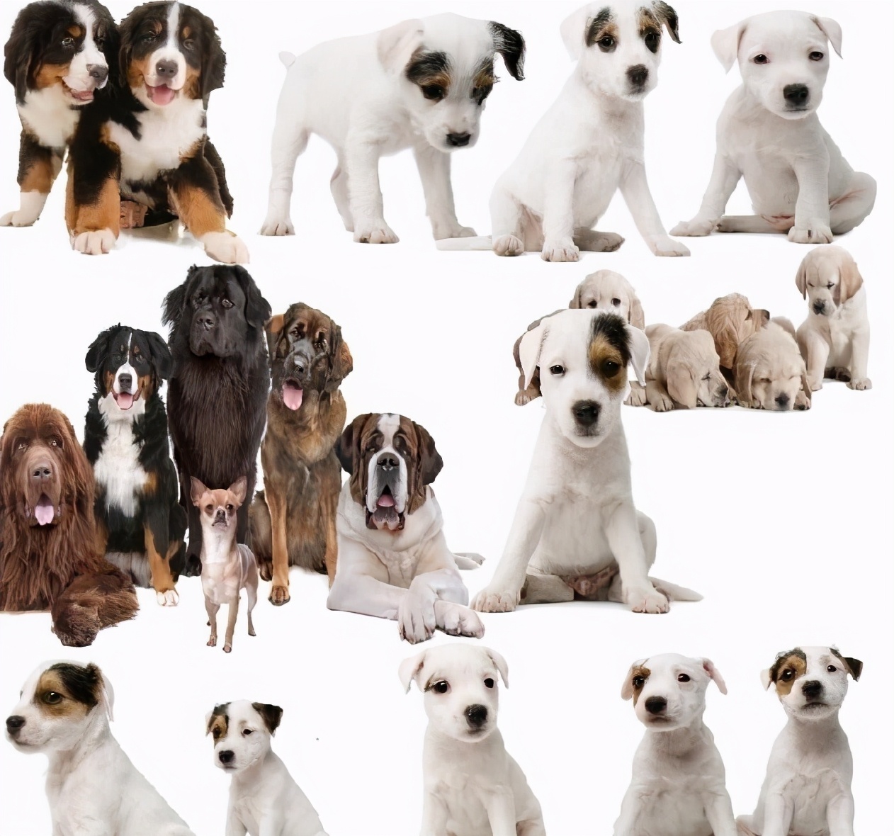 推荐6种狗狗,六种最常见的狗狗图片