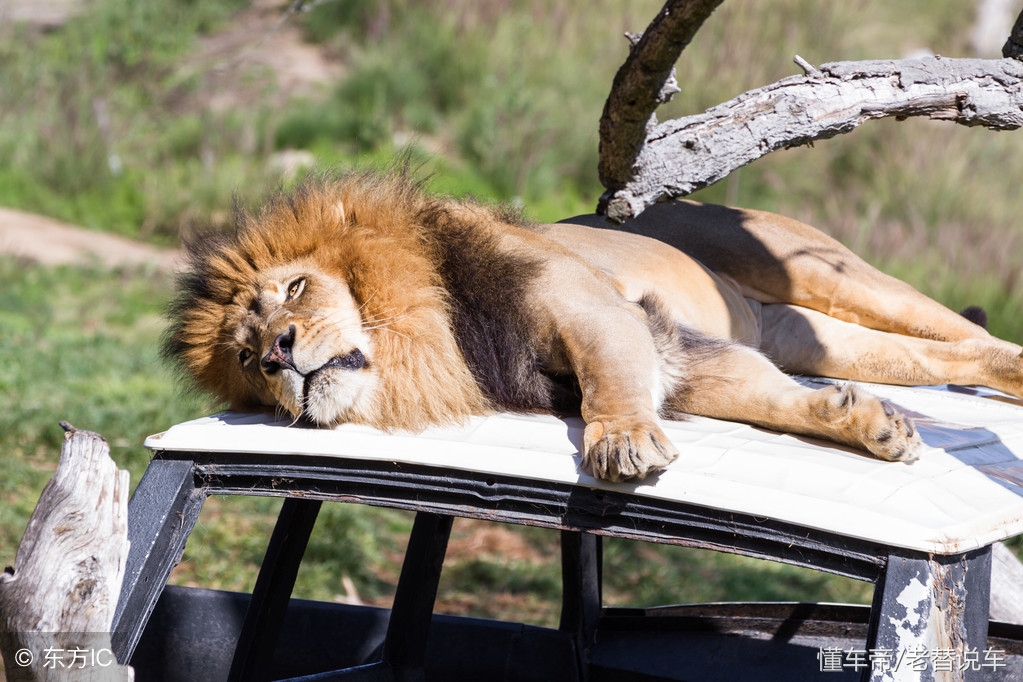 冬天车机舱有动物进去怎么解决,冬天动物进汽车发动机怎么办