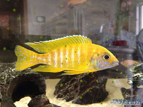 最美三湖蝴蝶,最美三湖