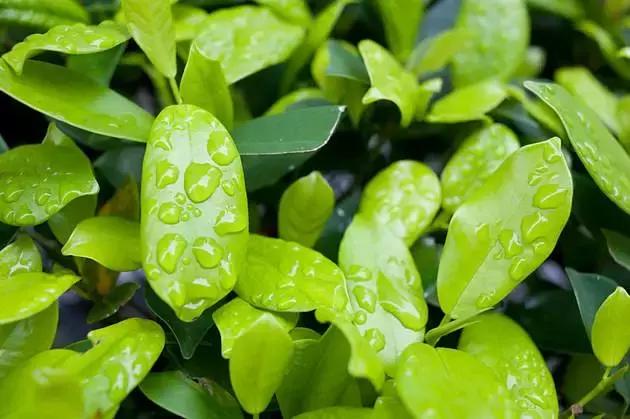 小绿叶止咳糖浆会不会上瘾,德国小绿叶止咳糖浆有副作用吗