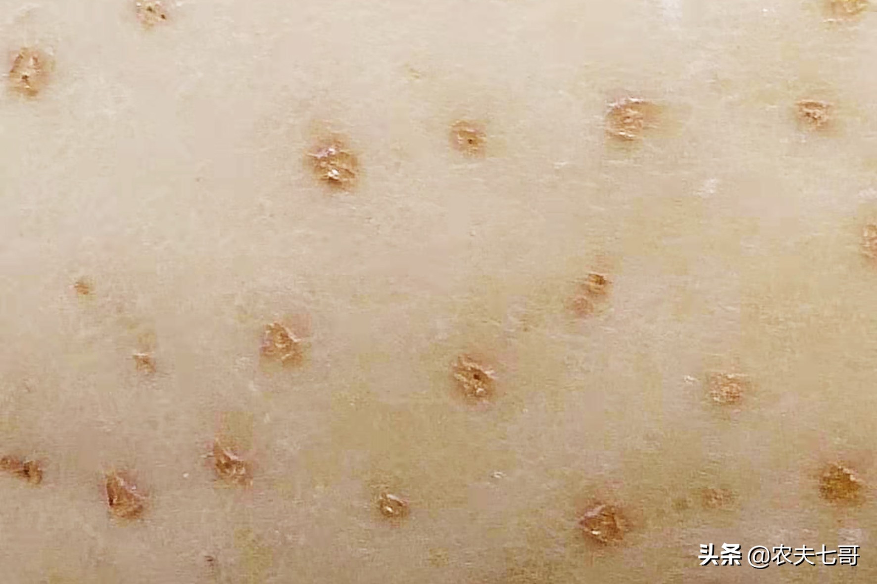 苹果整体提高亮度方法,苹果品质提升