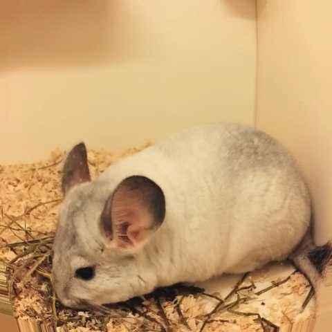 食草宠物龙猫,龙猫食草