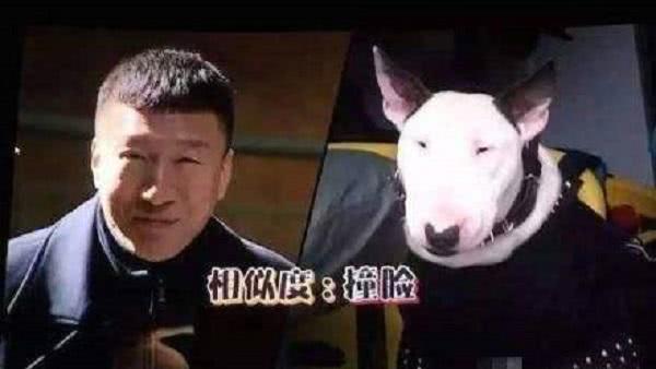 8只哈士奇极限求生,哈士奇犬类智商排名榜前十名