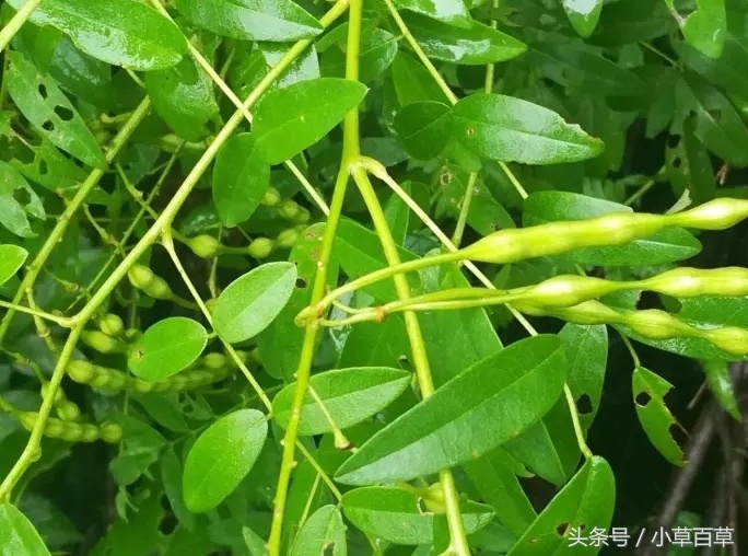 治疗皮肤瘙痒经常用上这2味中草药