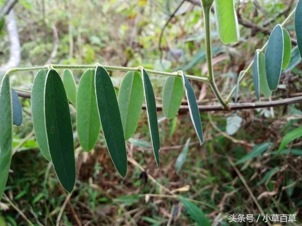 皮肤瘙痒用什么中草药能洗,治疗皮肤瘙痒的中草药有哪些