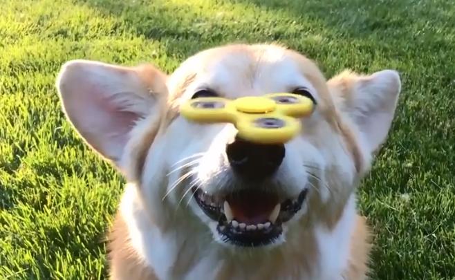 铲屎官在狗狗鼻子上玩指尖陀螺，汪星人分分钟变成对对眼