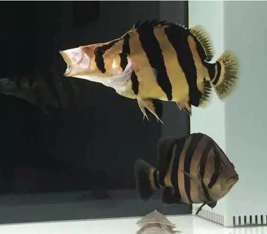 泰虎和印尼虎区别是什么,印尼虎和泰虎一起养