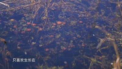 一部看完就想去买水果的纪录片，一次过见识50个城市的奇珍异果！