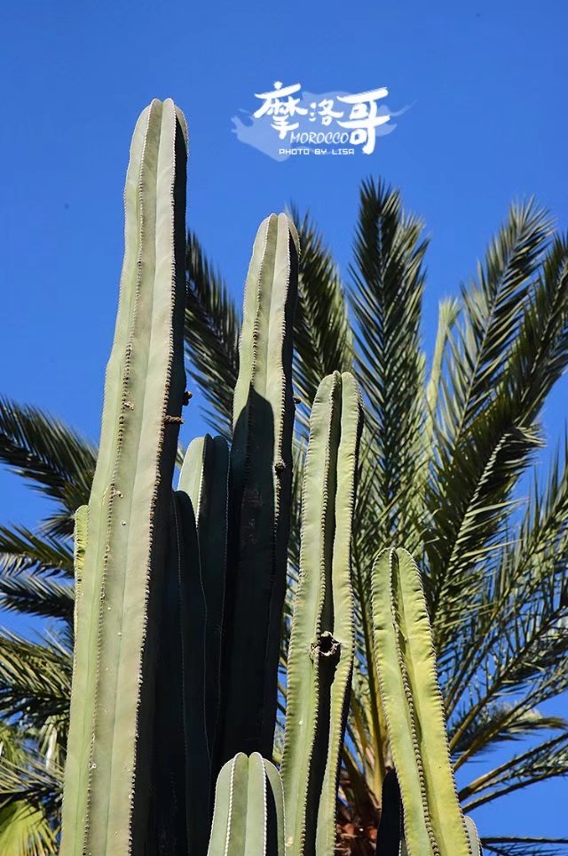 走进摩洛哥,摩洛哥旅游马拉喀什游记