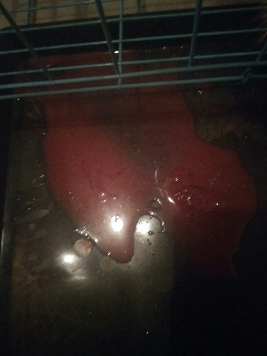 犬细小病毒治疗简单方法,犬细小病毒治疗后期康复