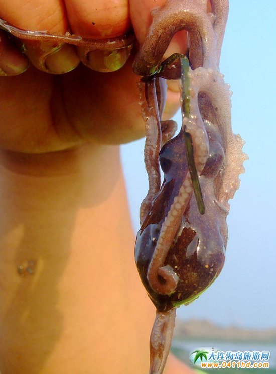 赶海捉海螺贝壳,唐山赶海抓短蛸的地方