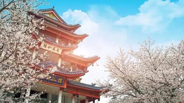 不用去日本不用去武汉就能看樱花,不用去日本就能看到日本风景