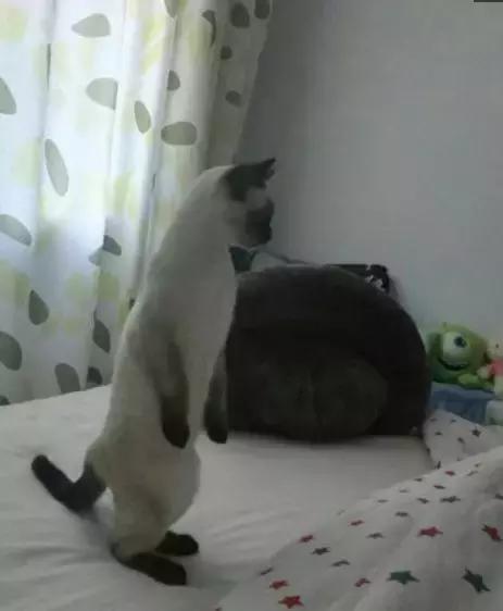 感觉自己养了一只猫是假猫 (你会觉得自己养了一只假猫吗)