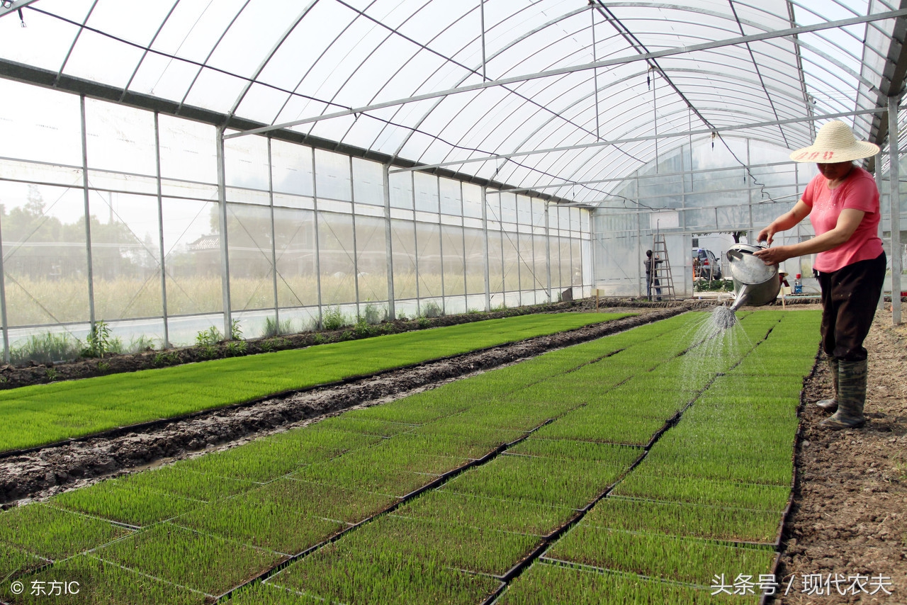 水稻机插秧育苗管理的全过程视频,无土水稻育苗技术视频