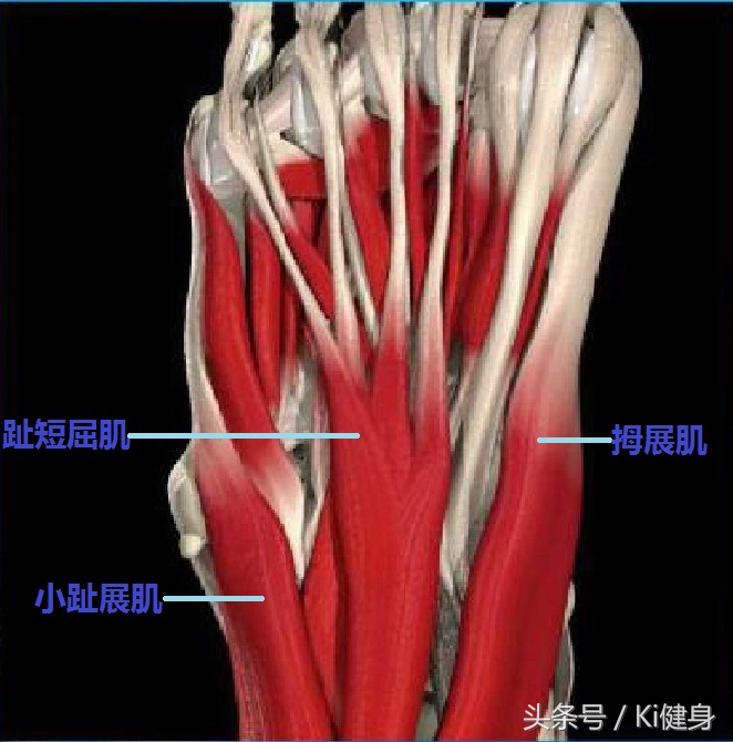 足部运动学解剖，总是莫名其妙疼还抽抽？（下篇）