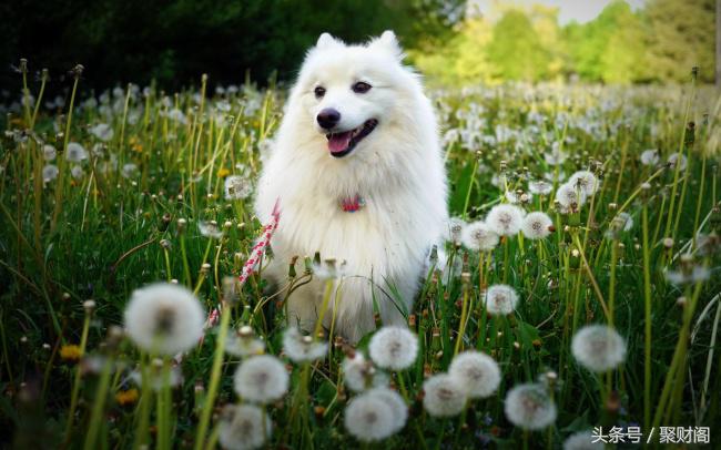 属狗人2022属狗的运势,狗年属狗人运势各月