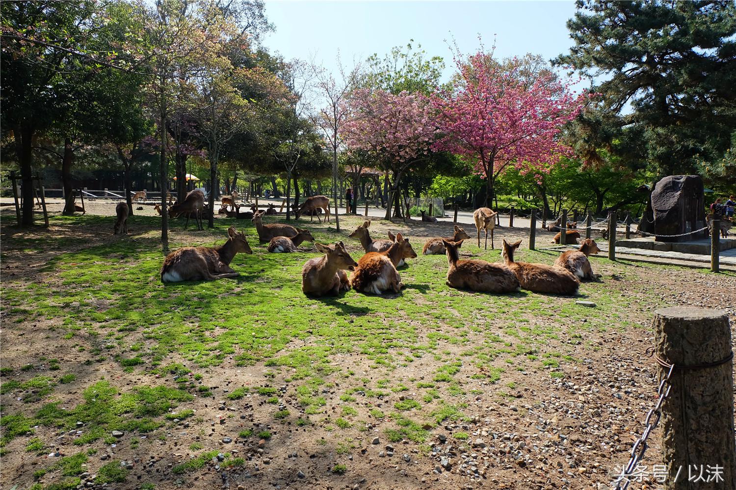 奈良公园喂小鹿视频,日本奈良公园喂小鹿