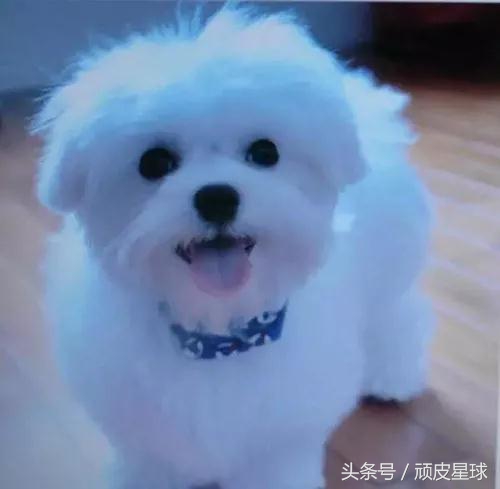 狗狗乱翻垃圾桶乱咬东西怎么办,狗狗为什么喜欢啃墙