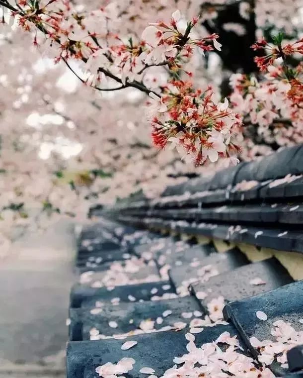 最美樱花季，国内外赏樱攻略在此！好看，好吃，好买！