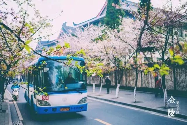 最美樱花季，国内外赏樱攻略在此！好看，好吃，好买！