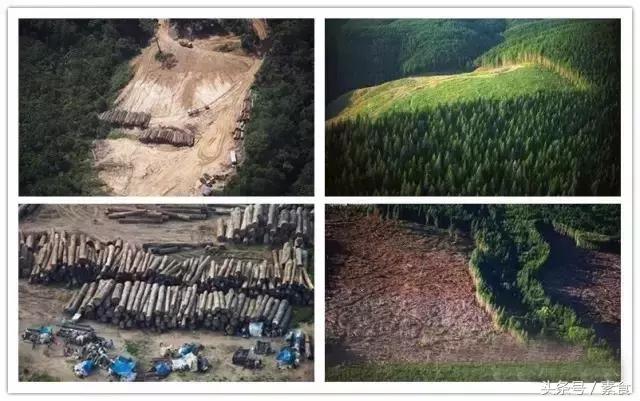 植树节了解树木种类,植树节吃什么蔬菜水果