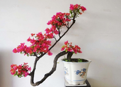 三角梅生蚜虫有什么小妙招,三角梅的蚜虫怎么防治效果好呢