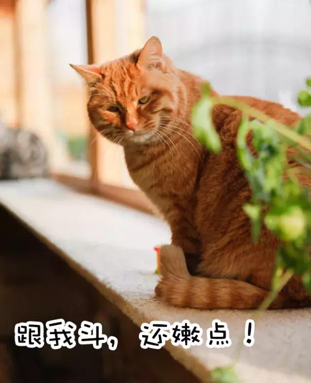 鐚眴妗堜欢,鐚眴鐩存挱琚墦浜嬩欢鍚庣画