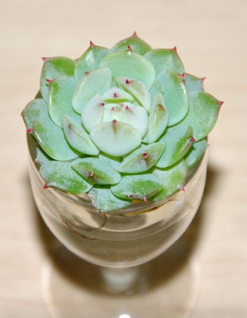 多肉植物可以水培扦插,多肉水培可以移栽土里吗