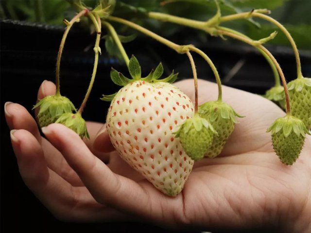 陈冠希吃的苹果,陈冠希吃的白草莓什么品种