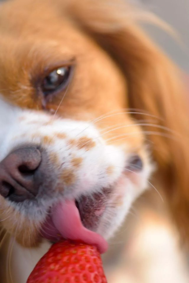 陈冠希吃的苹果,陈冠希吃的白草莓什么品种