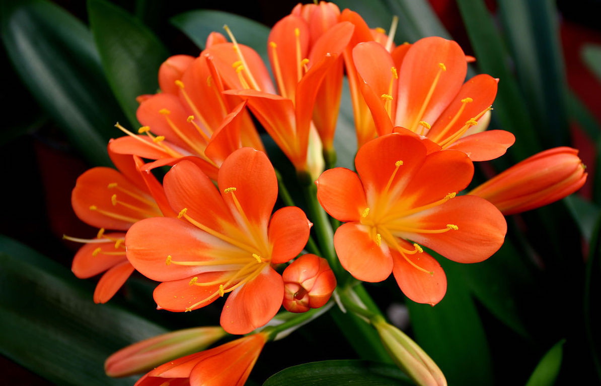 绿萝不施肥怎么养才能更旺盛,绿萝不用营养液不施肥怎么能养好