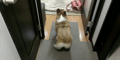 家里的萌宠,家里的萌宠长大后会变成什么样子