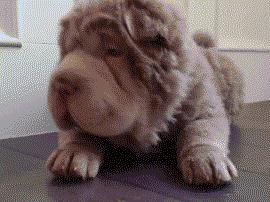 家里的萌宠,家里的萌宠长大后会变成什么样子