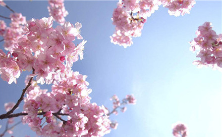 樱花限定款补水保湿,日系樱花大赏护肤品