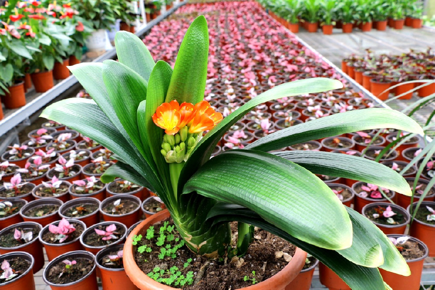 君子兰的叶子被狗吃了,君子兰的花狗吃了有事吗