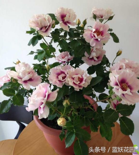 月季不能浇什么水,月季施肥不当怎么处理