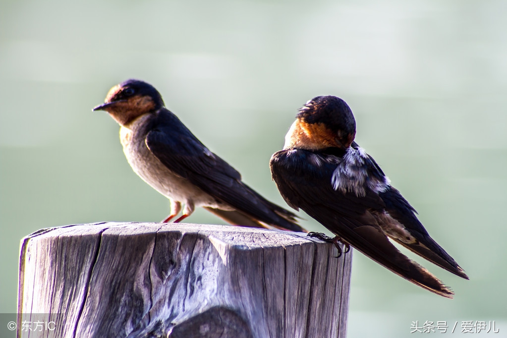 写春燕最美的诗词名句,描写春天燕子的诗句古诗词