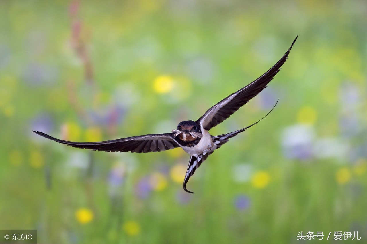 写春燕最美的诗词名句,描写春天燕子的诗句古诗词