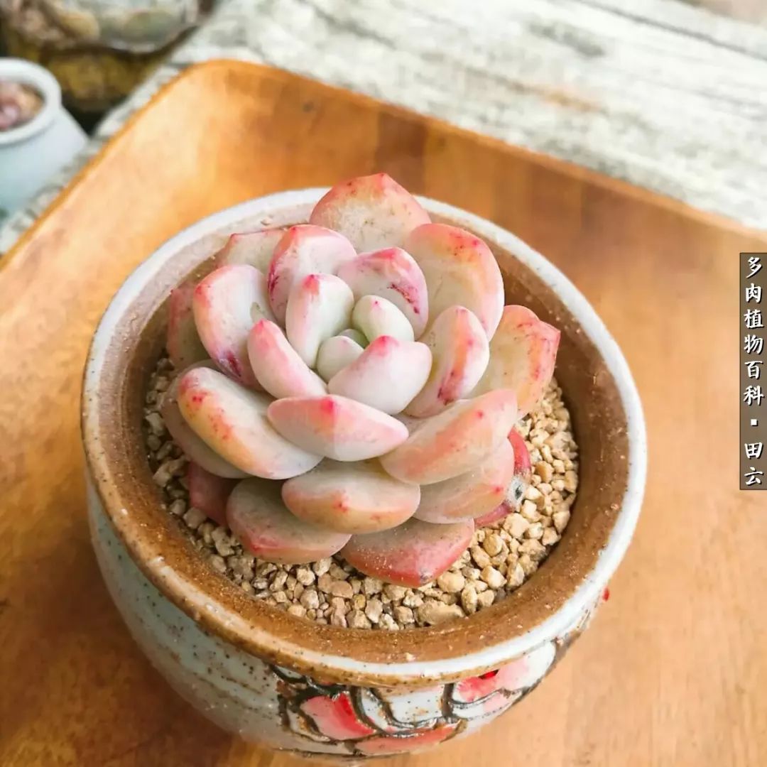 养多肉的精致生活,养多肉的乐趣在于没事瞎折腾