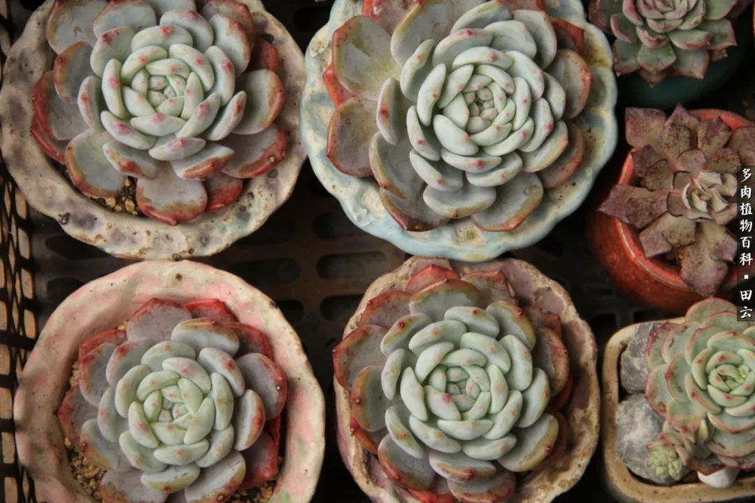 养多肉的精致生活,养多肉的乐趣在于没事瞎折腾