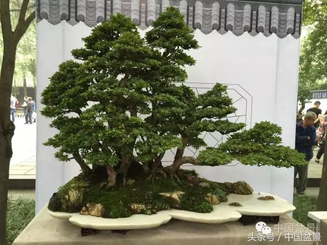 南天竹盆景鉴赏,南天竹盆景能放室内吗